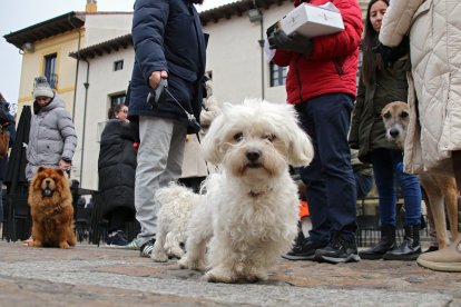 Los leoneses acuden con sus mascotas a la tradicional bendición de San Antón en la parroquia de San Marcelo. ICAL