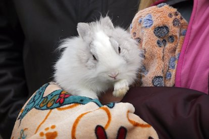 Los leoneses acuden con sus mascotas a la tradicional bendición de San Antón en la parroquia de San Marcelo. ICAL