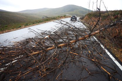 Árboles caídos en la carretera de Serradilla del Llano
