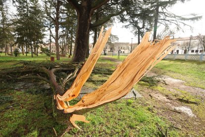 Consecuencias del fuerte viento en Ciudad Rodrigo