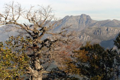 Montaña palentina en la imagen el Curavacas