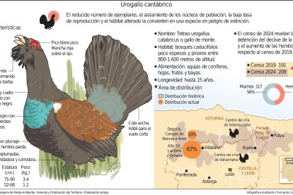 Infografía del urogallo cantábrico