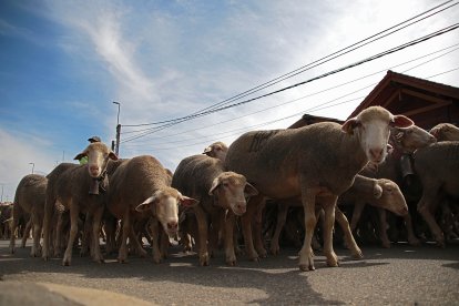 Un rebaño de 2.500 ovejas atraviesa León buscando pastizales al norte de la provincia