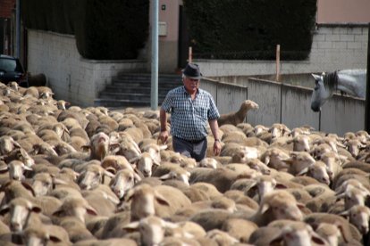 Un rebaño de 2.500 ovejas atraviesa León buscando pastizales al norte de la provincia