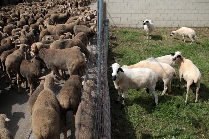 Un rebaño de 2.500 ovejas atraviesa León buscando pastizales al norte de la provincia