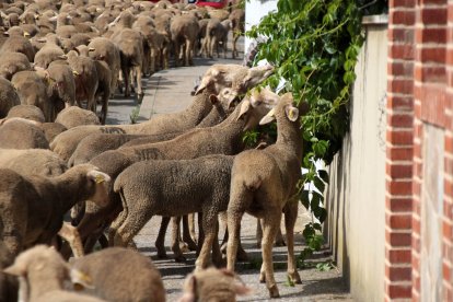 Un rebaño de 2.500 ovejas atraviesa León buscando pastizales al norte de la provincia