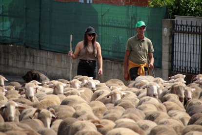 Un rebaño de 2.500 ovejas atraviesa León buscando pastizales al norte de la provincia