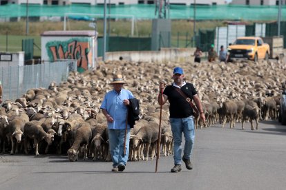 Un rebaño de 2.500 ovejas atraviesa León buscando pastizales al norte de la provincia