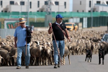 Un rebaño de 2.500 ovejas atraviesa León buscando pastizales al norte de la provincia