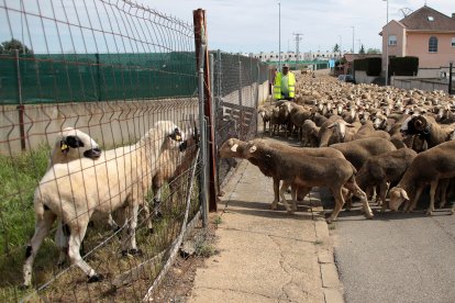 Un rebaño de 2.500 ovejas atraviesa León buscando pastizales al norte de la provincia