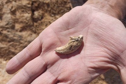 Colmillo del cocodrilo de hace más de 40 millones de años desenterrado en Zamora