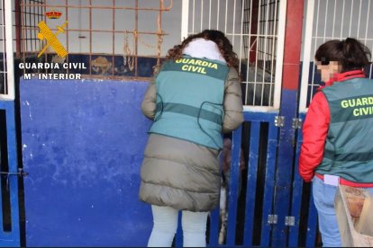 'Operación Tarner' en la que se ha rescatado a un perro muerto y veintitrés vivos