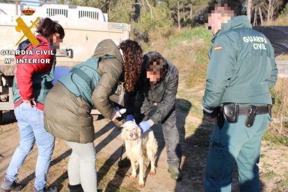 'Operación Tarner' en la que se ha rescatado a un perro muerto y veintitrés vivos
