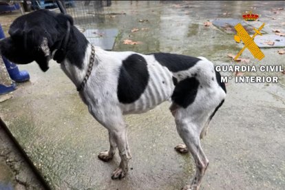 'Operación Tarner' en la que se ha rescatado a un perro muerto y veintitrés vivos