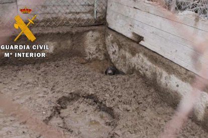 'Operación Tarner' en la que se ha rescatado a un perro muerto y veintitrés vivos