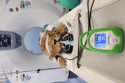 Dos leoneses africanos del Parque Natural de Cabárceno reciben un tratamiento pionero en el Hospital Veterinario de la Universidad de León.