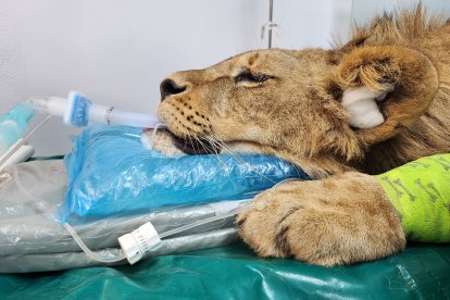 Dos leoneses africanos del Parque Natural de Cabárceno reciben un tratamiento pionero en el Hospital Veterinario de la Universidad de León.