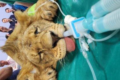 Dos leoneses africanos del Parque Natural de Cabárceno reciben un tratamiento pionero en el Hospital Veterinario de la Universidad de León.