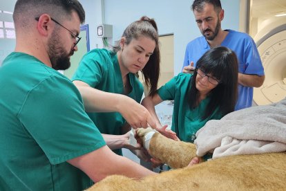 Dos leoneses africanos del Parque Natural de Cabárceno reciben un tratamiento pionero en el Hospital Veterinario de la Universidad de León.