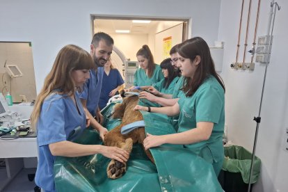 Dos leoneses africanos del Parque Natural de Cabárceno reciben un tratamiento pionero en el Hospital Veterinario de la Universidad de León.