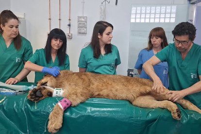 Dos leoneses africanos del Parque Natural de Cabárceno reciben un tratamiento pionero en el Hospital Veterinario de la Universidad de León.