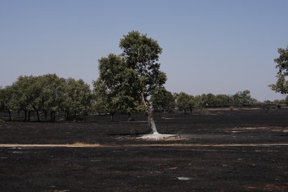 Zona calcinada por el incendio forestal, a 16 de agosto de 2025, en Cerezal de Puertas, La Ramajería, Salamanca.