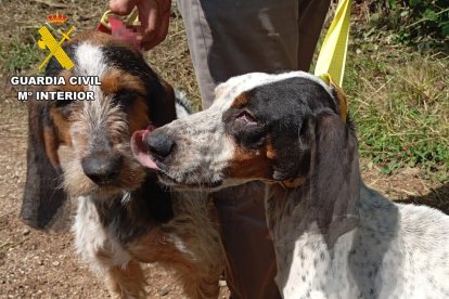 Imágenes de los perros y el estado del chenil
