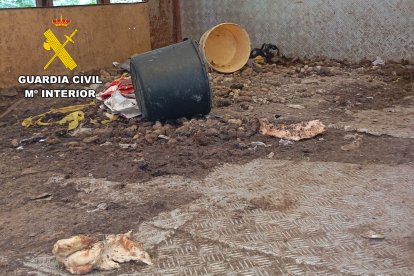 Imágenes de los perros y el estado del chenil