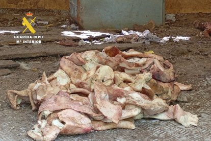 Imágenes de los perros y el estado del chenil