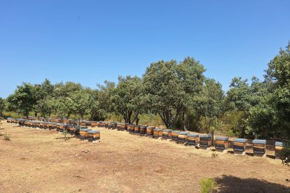 Colmenas antes del paso de las llamas