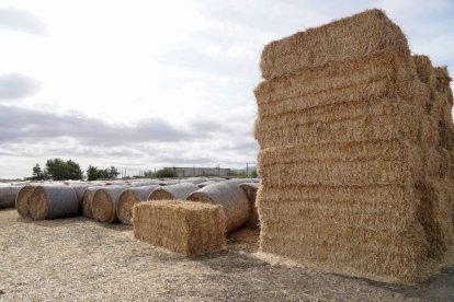 La consejera de Agricultura, Ganadería y Desarrollo Rural, María González Corral, visita una ganadería de ovino afectada por los incendios en Chana de Somoza, en el municipio de Lucillo (León)