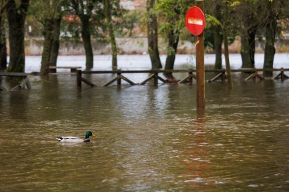 Crecida del río Águeda a su paso por Ciudad Rodrigo (Salamanca)