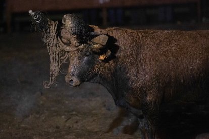 Celebración del Toro Jubilo en Medinaceli