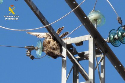Investigan la muerte de aves protegidas electrocutadas en tendidos eléctricos.