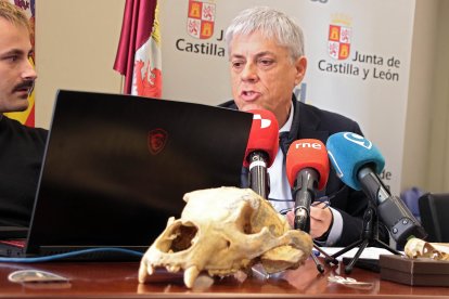 Presentación de primeras evidencias de oso de las cavernas de la provincia de León