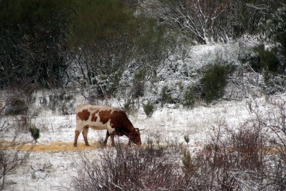 La primera nevada de la temporada llega a las cumbres de la vertiente leonesa de la Cornisa Cantábrica