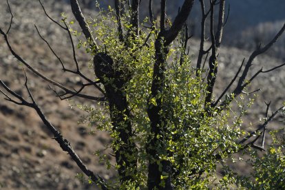 Estado del paraje de Las Médulas tras los incendios del verano.