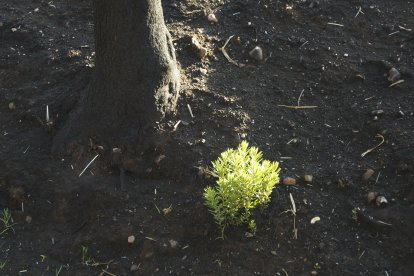 Estado del paraje de Las Médulas tras los incendios del verano.