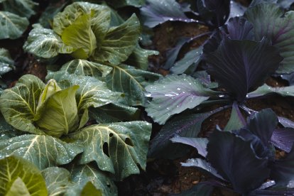 Vanesa Urizarna impulsa un proyecto que une tradición agrícola y artesanía innovadora contra la despoblación