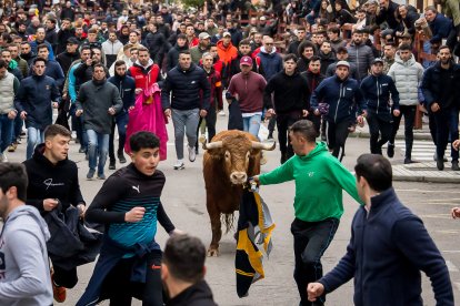 Miles de personas asisten a la celebración del Toro de San Sebastián en Ciudad Rodrigo (Salamanca)