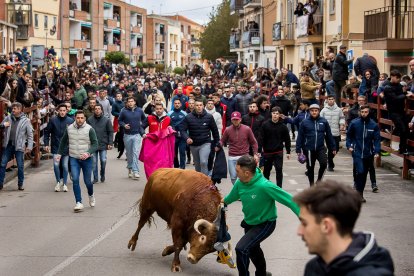 Miles de personas asisten a la celebración del Toro de San Sebastián en Ciudad Rodrigo (Salamanca)