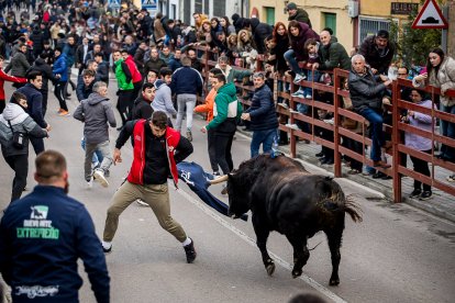 Miles de personas asisten a la celebración del Toro de San Sebastián en Ciudad Rodrigo (Salamanca)