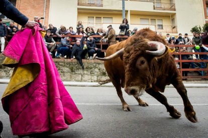 Miles de personas asisten a la celebración del Toro de San Sebastián en Ciudad Rodrigo (Salamanca)