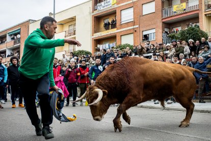 Miles de personas asisten a la celebración del Toro de San Sebastián en Ciudad Rodrigo (Salamanca)