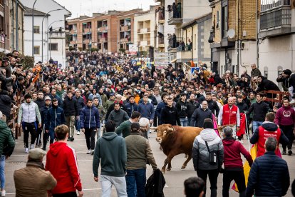 Miles de personas asisten a la celebración del Toro de San Sebastián en Ciudad Rodrigo (Salamanca)