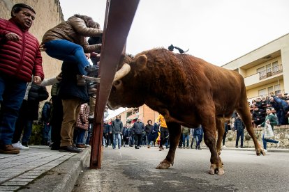 Miles de personas asisten a la celebración del Toro de San Sebastián en Ciudad Rodrigo (Salamanca)