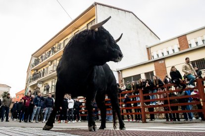 Miles de personas asisten a la celebración del Toro de San Sebastián en Ciudad Rodrigo (Salamanca)