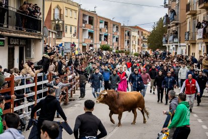 Miles de personas asisten a la celebración del Toro de San Sebastián en Ciudad Rodrigo (Salamanca)