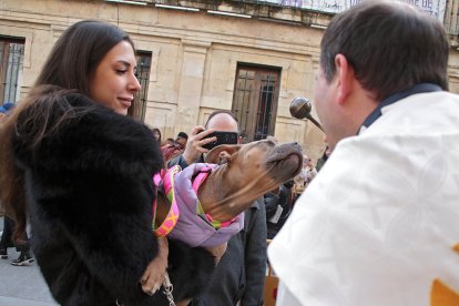 San Antón reúne a decenas de mascotas en León para la tradicional bendición de animales