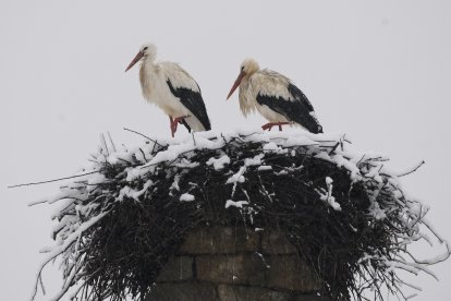 Temporal de nieve en El Bierzo.